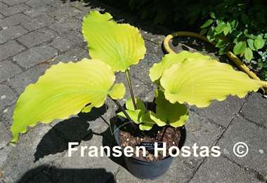 Hosta Valley's Lemon Limbo